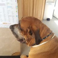 Hart's Animal Hospital - NOW MERGED WITH ANIMAL WELLNESS CENTER OF STRONGSVILLE ico