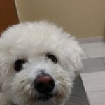 VCA York Royalton Animal Hospital