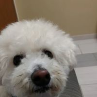 VCA York Royalton Animal Hospital ico