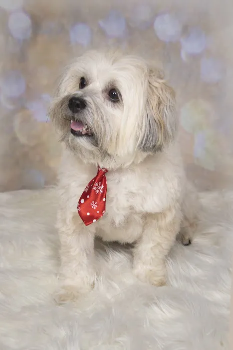 VCA York Royalton Animal Hospital Picture 2