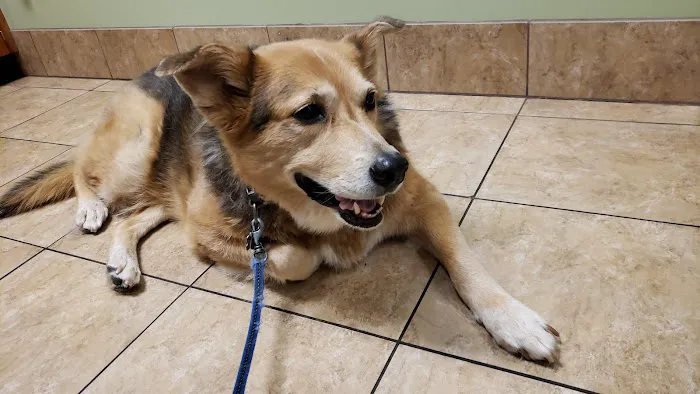 Banfield Pet Hospital Picture 4