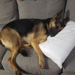 Banfield Pet Hospital