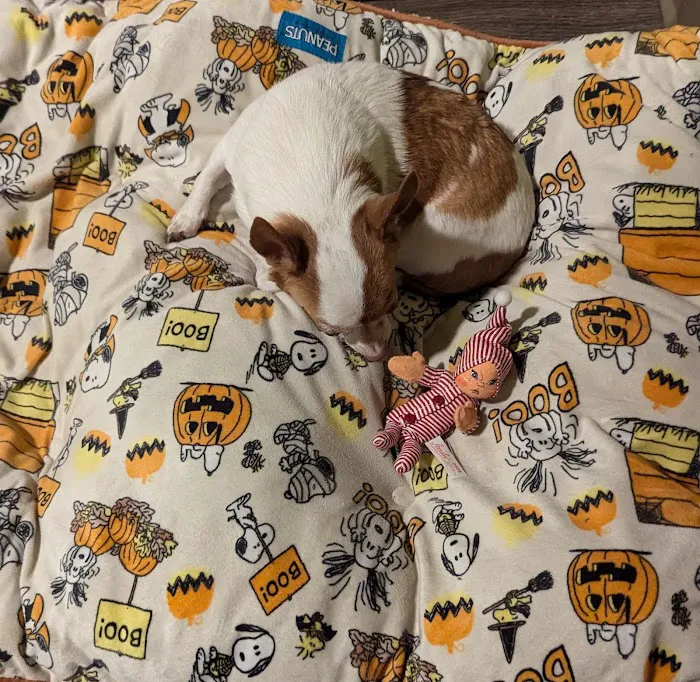 Banfield Pet Hospital Picture 8
