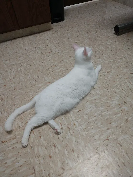 Southwest Animal Hospital Picture 4