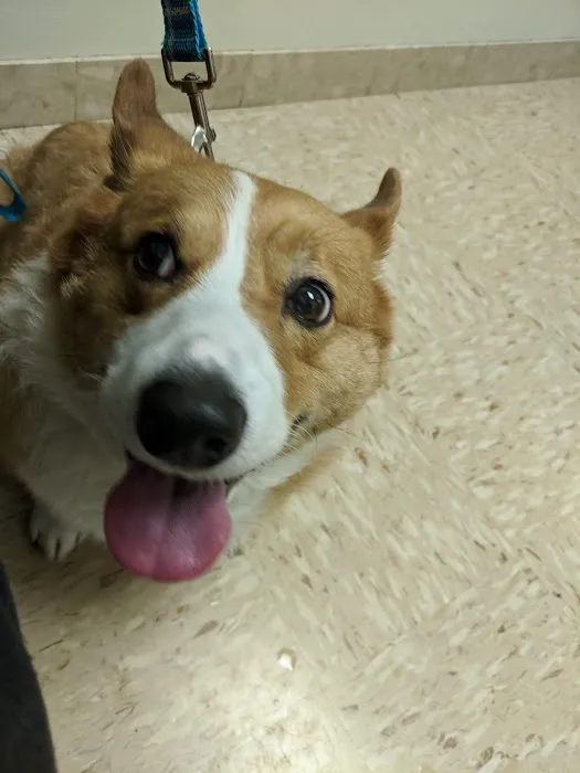 Southwest Animal Hospital Picture 8