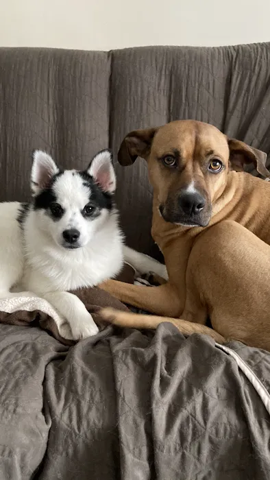 Southwest Animal Hospital Picture 9