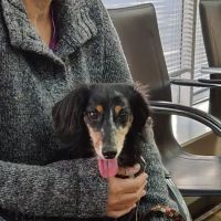 Kentown Animal Hospital ico