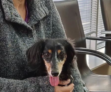 Kentown Animal Hospital