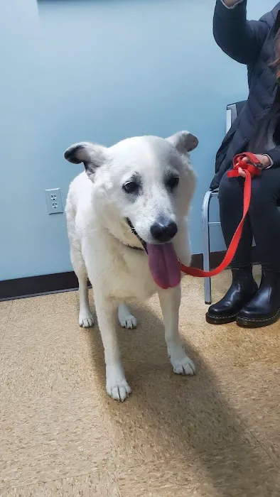 Kentown Animal Hospital Picture 6