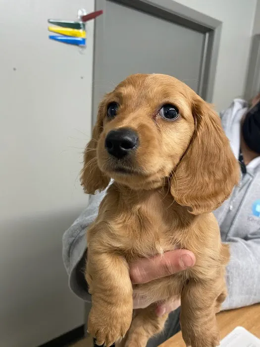 Kentown Animal Hospital Picture 7