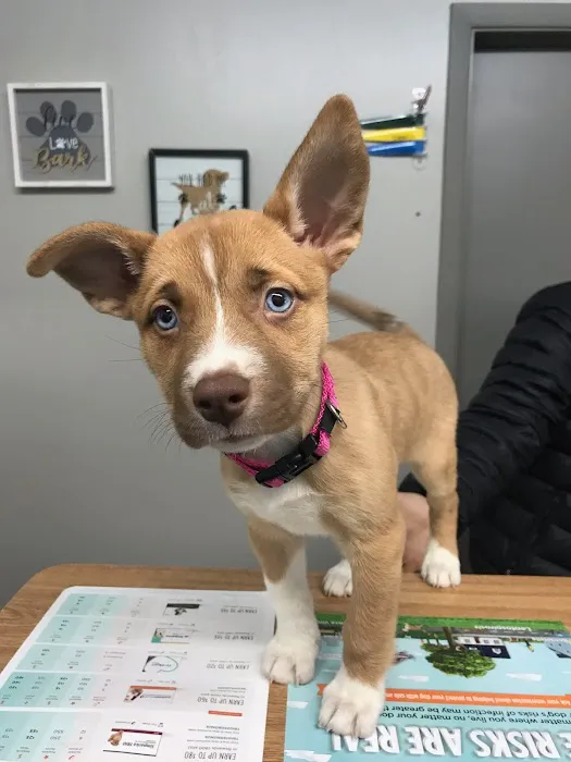 Kentown Animal Hospital Picture 8