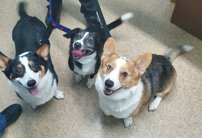 Kentown Animal Hospital Picture 5