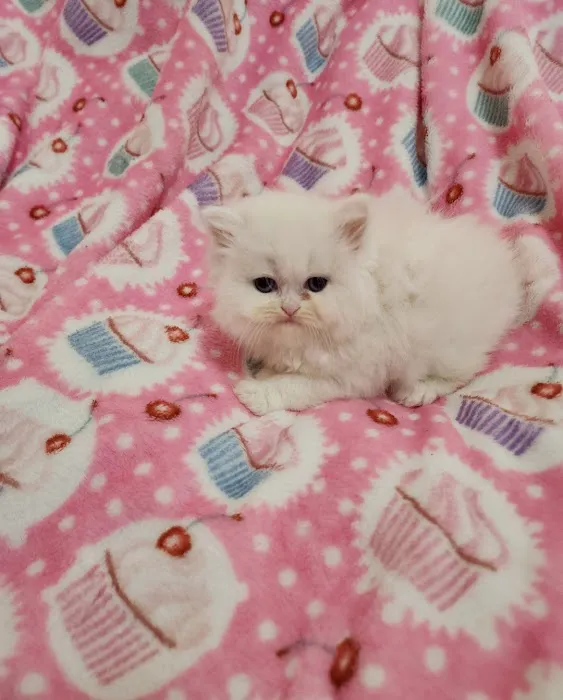 Dream Persians Picture 1