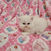 Dream Persians ico