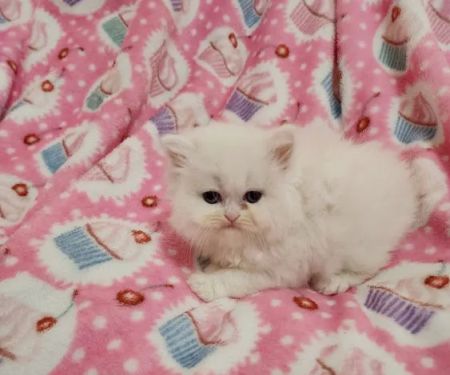 Dream Persians