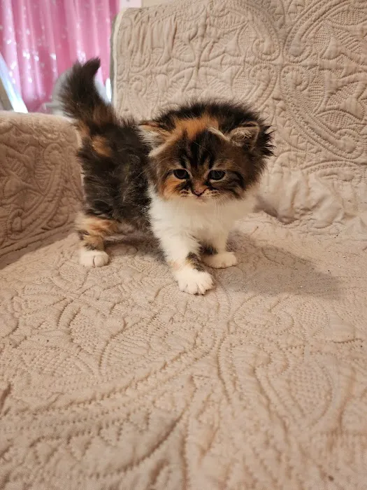 Dream Persians Picture 2