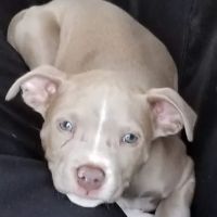 Town & Country Veterinary Clinic ico