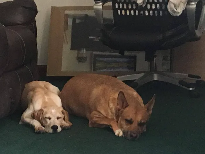 Town & Country Veterinary Clinic Picture 4