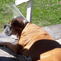 Kirkpatrick Animal Hospital ico