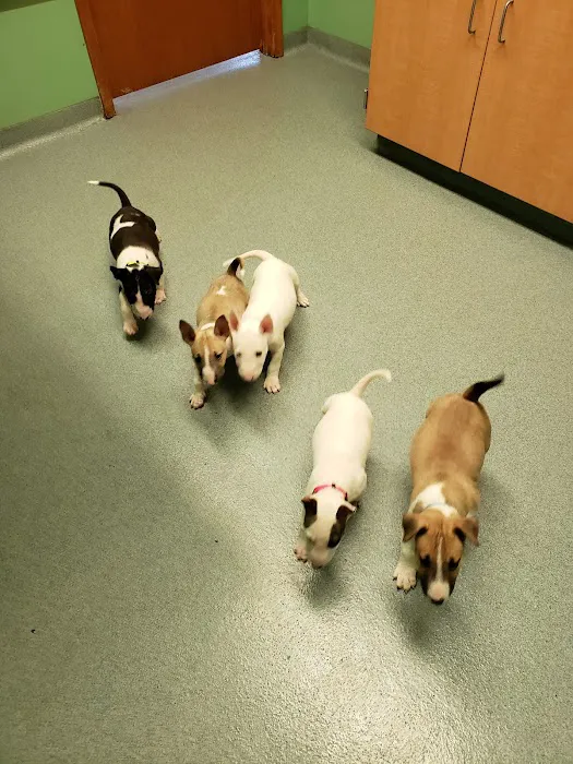 Kirkpatrick Animal Hospital Picture 9