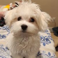 Riverbend Animal Clinic ico