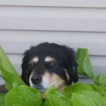 ValuVet Wellness Lancaster