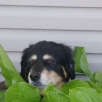 ValuVet Wellness Lancaster ico