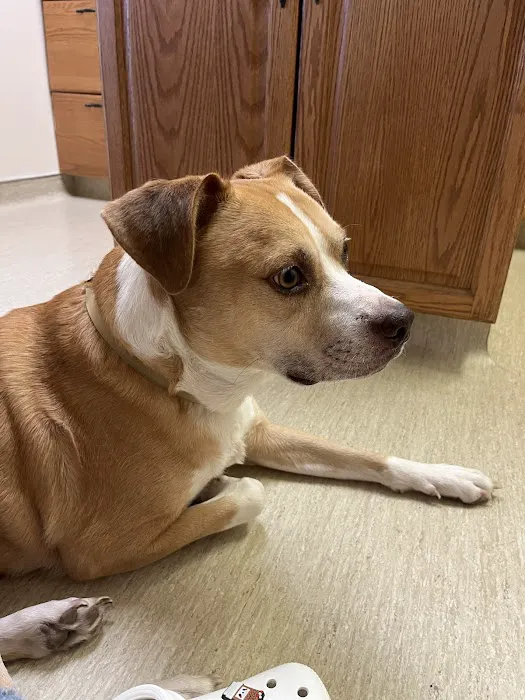 ValuVet Wellness Lancaster Picture 8