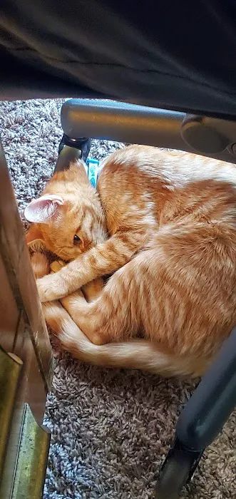 Creature Comforts Veterinary Center Picture 6