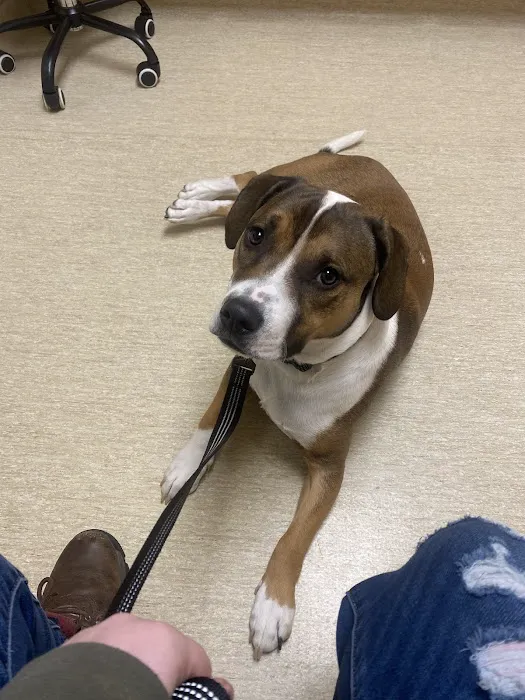 Creature Comforts Veterinary Center Picture 7