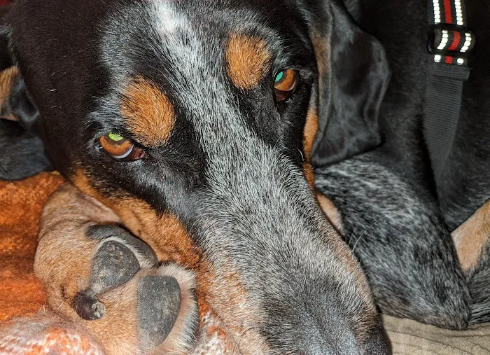 Creature Comforts Veterinary Center Picture 1