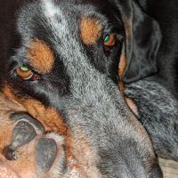 Creature Comforts Veterinary Center ico