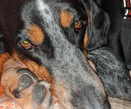 Creature Comforts Veterinary Center