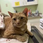 PetPlex Animal Hospital