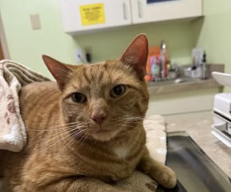 PetPlex Animal Hospital