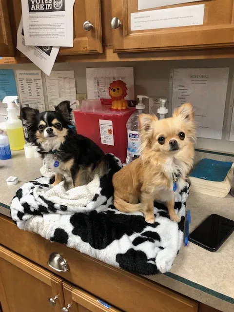 Feeder Creek Veterinary Services Picture 6