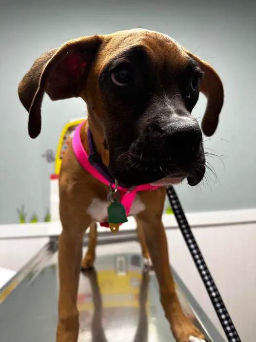Feeder Creek Veterinary Services Picture 8