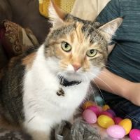 Feeder Creek Veterinary Services ico