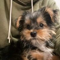 Baltimore Veterinary Clinic ico