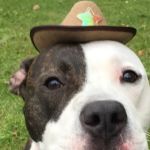 Baltimore Veterinary Clinic: Grubb Christy DVM