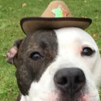 Baltimore Veterinary Clinic: Grubb Christy DVM ico