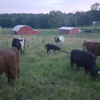 Bailey Veterinary Clinic ico
