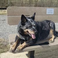 Willow Creek Veterinary Service ico