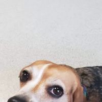 Tri County Animal Clinic Inc ico