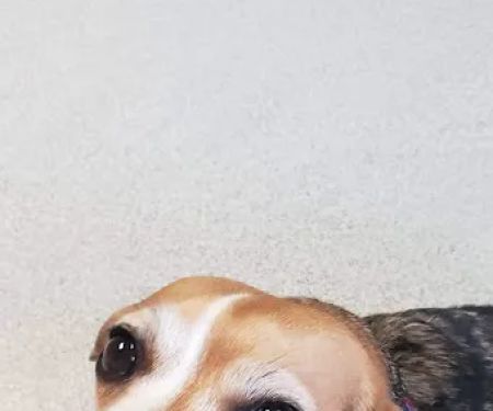 Tri County Animal Clinic Inc