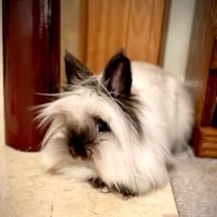 Animal and Avian Medical Center ico