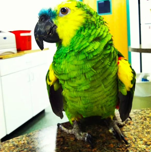 Animal and Avian Medical Center Picture 8