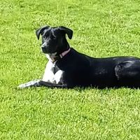 Ark Animal Hospital ico