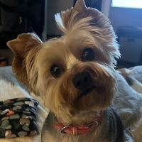 Brunswick Animal Hospital ico