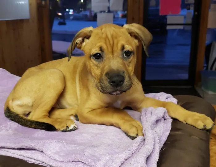 Brunswick Animal Hospital Picture 8